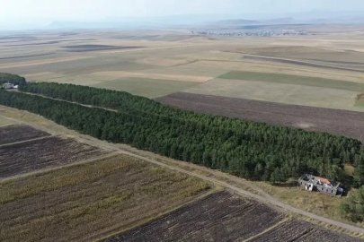 COP31’e örnek bir hikaye: 55 yıl önce diktiği fidanların ormana dönüşmesini gururla izliyor
