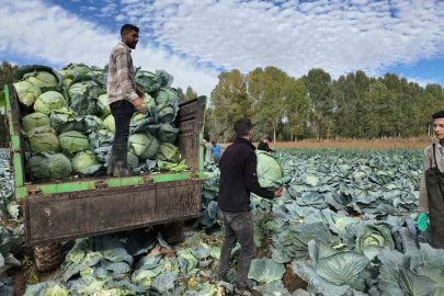 Erciş’te tescilli lahana hasadı başladı
