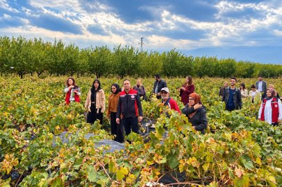Erzincan'da üniversite öğrencileri bağ bozumu yapan çiftçiye destek oldu