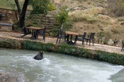 İnsanları görünce suya atladı! Yavru ayının kaçışı kamerada